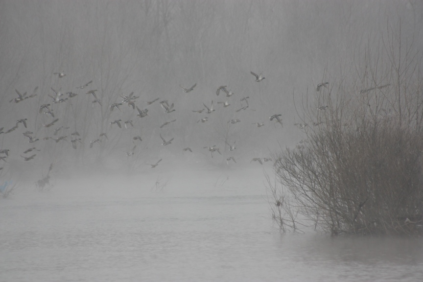 il fiume , la nebbia, l''inverno....